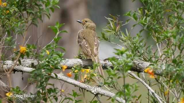 Yellow-breasted Bowerbird - ML201830641