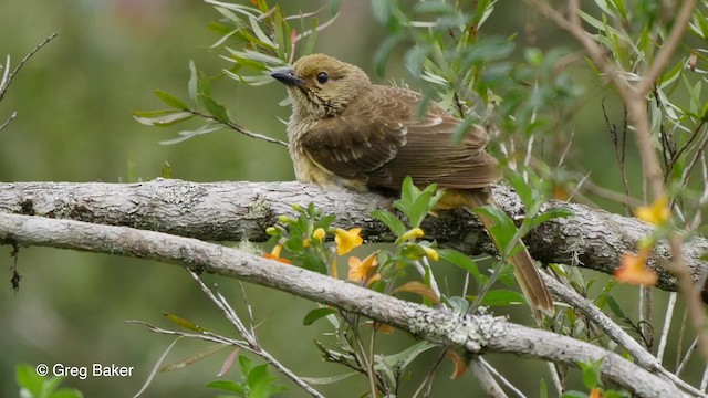 Yellow-breasted Bowerbird - ML201830651