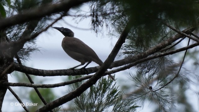 Helmeted Friarbird (New Guinea) - ML201830791