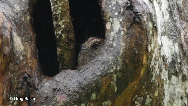 Barred Owlet-nightjar (Barred) - ML201830811