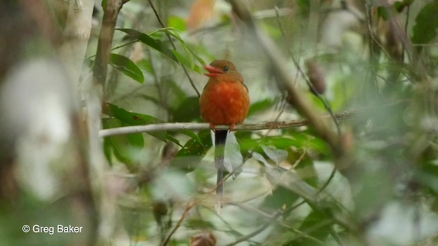  - Brown-headed Paradise-Kingfisher