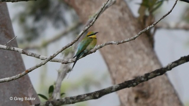 Rainbow Bee-eater - ML201830891