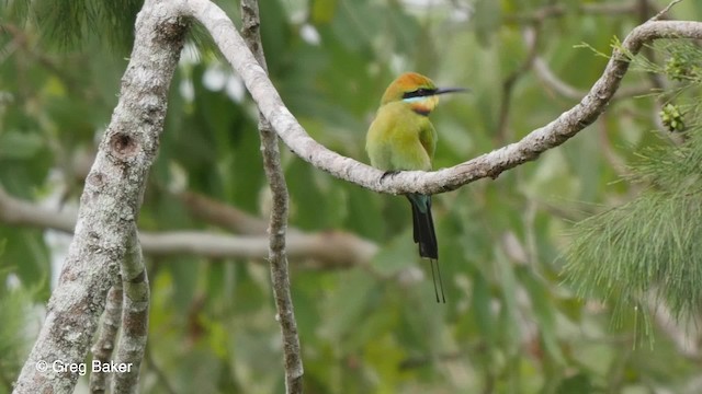 Rainbow Bee-eater - ML201830901