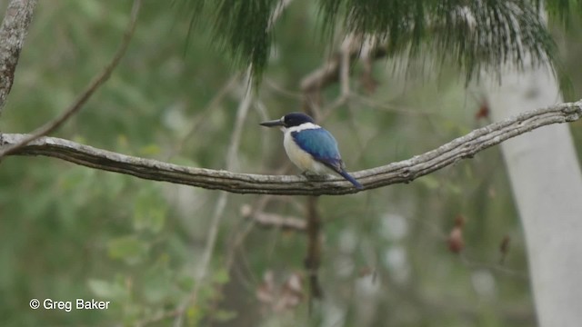 Forest Kingfisher - ML201830921