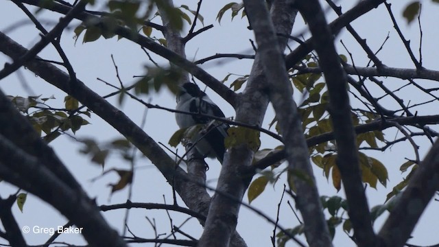 Черноспинная флейтовая птица - ML201830941