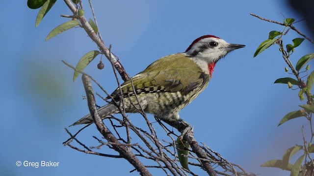 Cuban Green Woodpecker - ML201830971