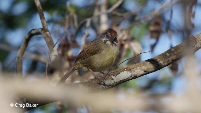 Zapata Sparrow - ML201830981