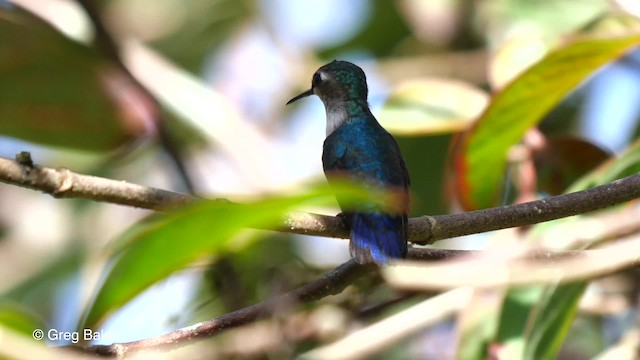 Bee Hummingbird - ML201831021