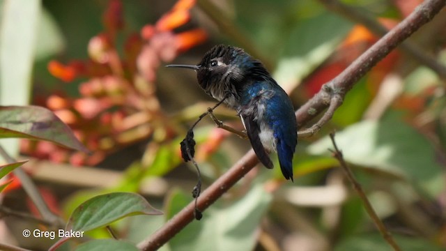 Bee Hummingbird - ML201831061