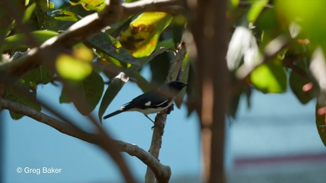 Black-throated Blue Warbler - ML201831141