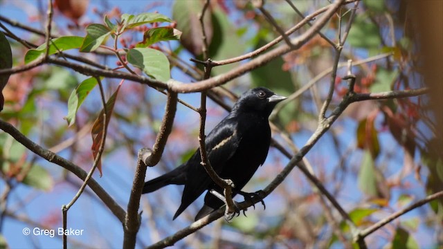 Tawny-shouldered Blackbird - ML201831151