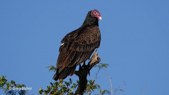 Turkey Vulture (Northern) - ML201831231