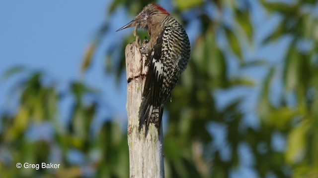  - West Indian Woodpecker