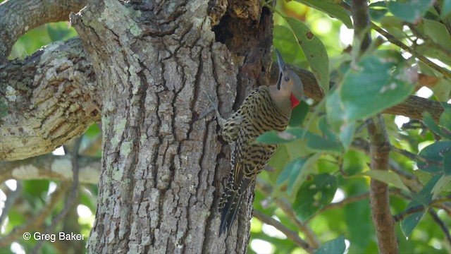 Northern Flicker (Cuban) - ML201831261