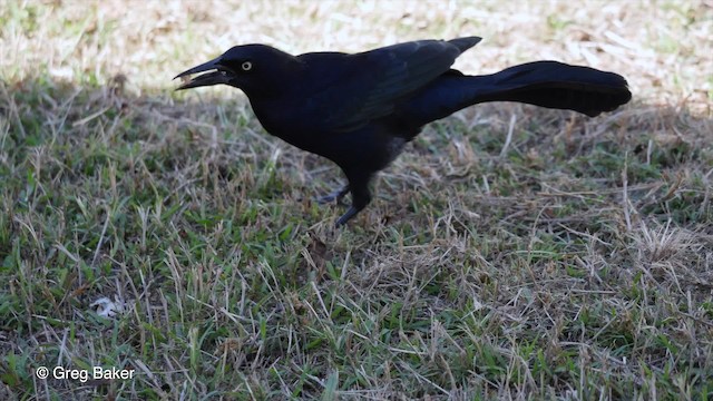  - Greater Antillean Grackle