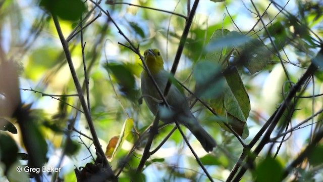 Yellow-headed Warbler - ML201831301