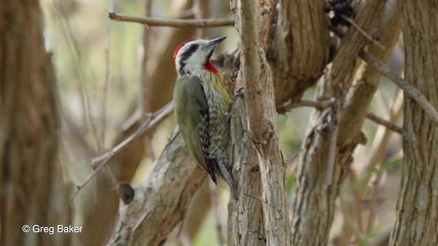 Cuban Green Woodpecker - ML201831331
