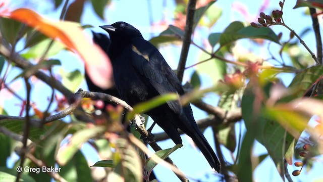 Tawny-shouldered Blackbird - ML201831381