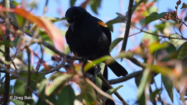 Tawny-shouldered Blackbird - ML201831391