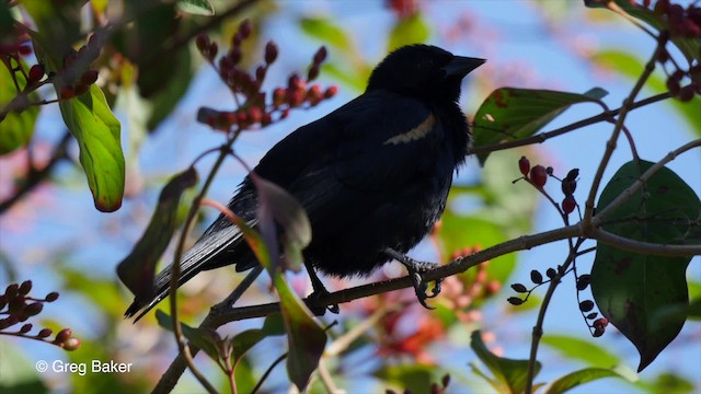 Tawny-shouldered Blackbird - ML201831401