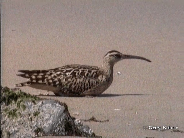 Bristle-thighed Curlew - ML201831471