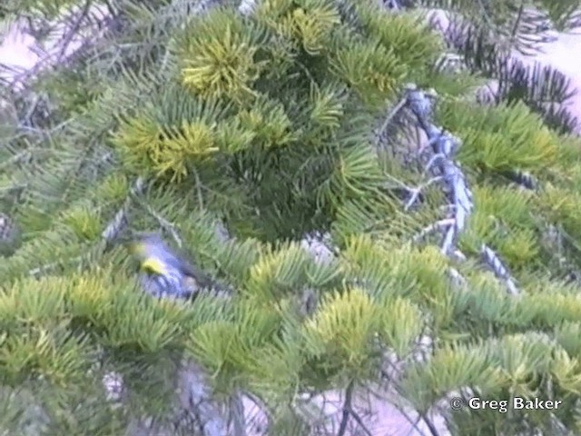 Yellow-rumped Warbler (Audubon's) - ML201831511