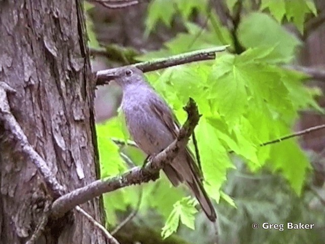 Townsend's Solitaire - ML201831661