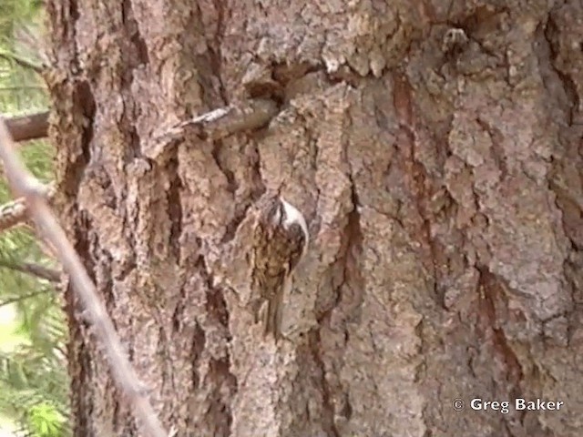 Brown Creeper (occidentalis Group) - ML201831681