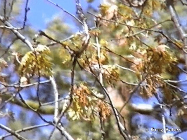 Black-throated Gray Warbler - ML201831691