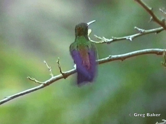 kolibřík měděnořitý - ML201831761
