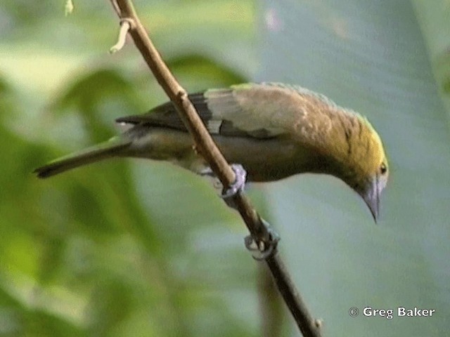 Palm Tanager - ML201831931