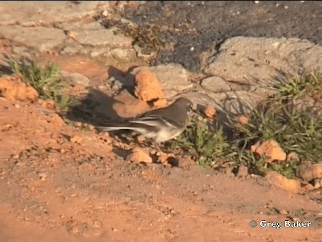 Cape Wagtail - ML201832101