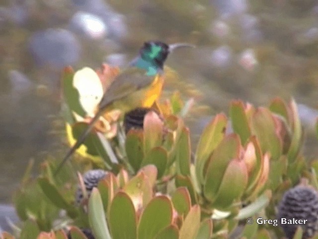 Orange-breasted Sunbird - ML201832151