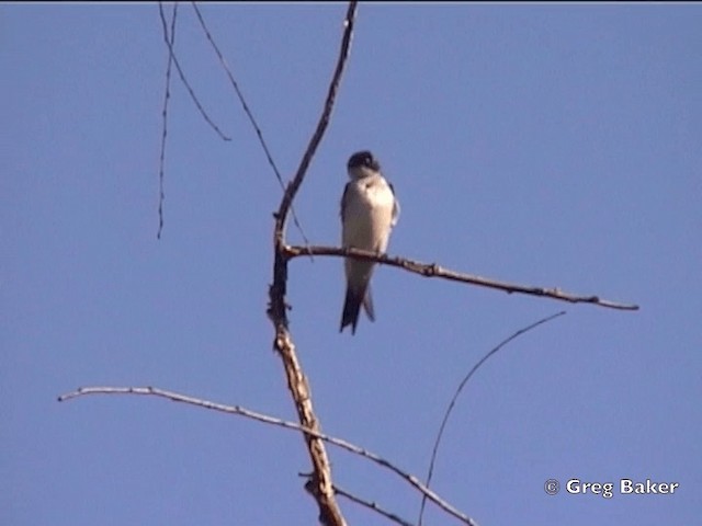 Pearl-breasted Swallow - ML201832161