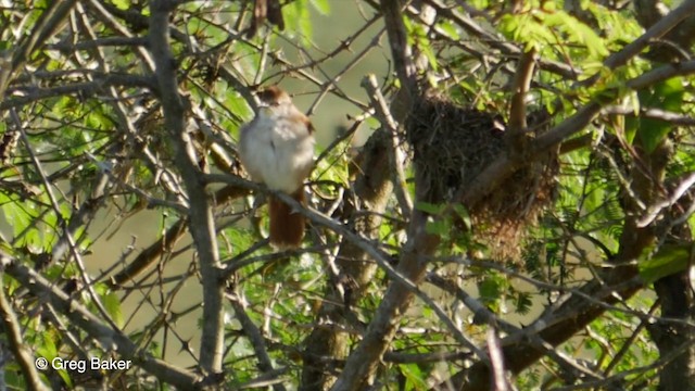 Yellow-chinned Spinetail - ML201832341