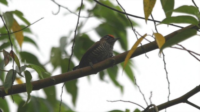 White-barred Piculet (White-barred) - ML201832531