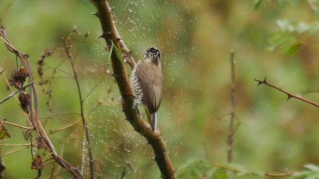 White-barred Piculet (White-barred) - ML201832551