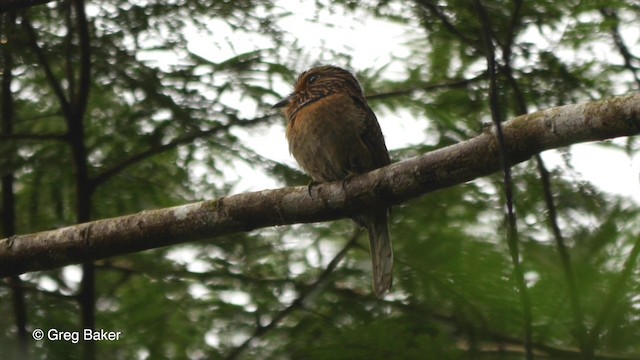 Crescent-chested Puffbird (Greater) - ML201832611