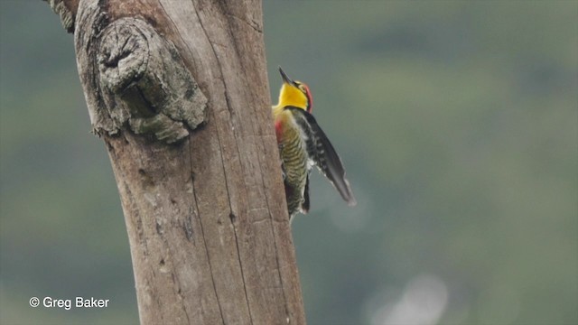 Yellow-fronted Woodpecker - ML201832711