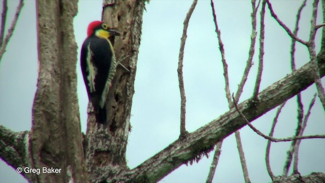 Yellow-fronted Woodpecker - ML201832721