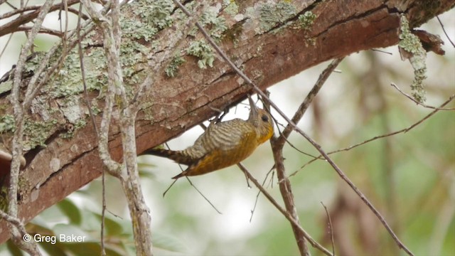 Yellow-eared Woodpecker - ML201832841