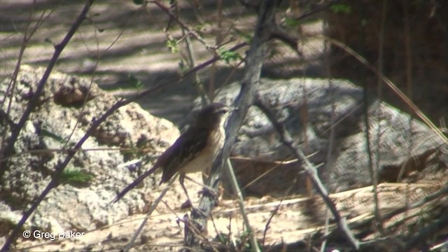 Red-backed Scrub-Robin (Red-backed) - ML201833171
