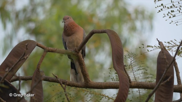 Laughing Dove - ML201833641