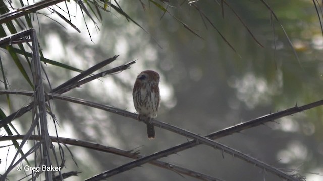 Pearl-spotted Owlet - ML201833701
