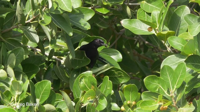 Black Catbird - ML201833961