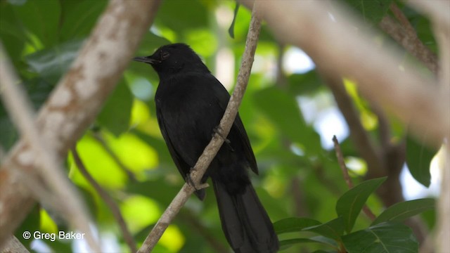 Black Catbird - ML201833971
