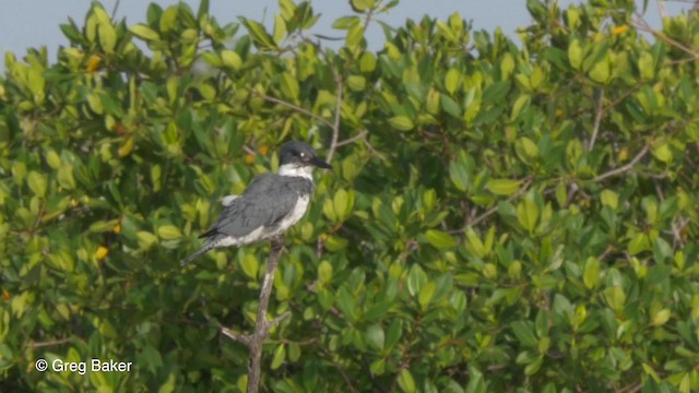 Belted Kingfisher - ML201834031