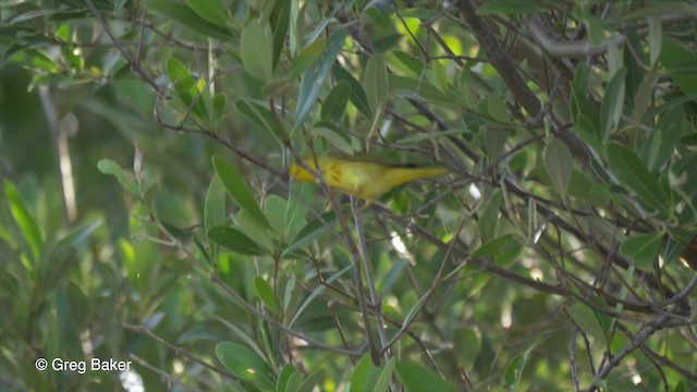 Yellow Warbler (Mangrove) - ML201834041