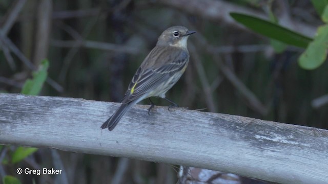Yellow-rumped Warbler (Myrtle) - ML201834421