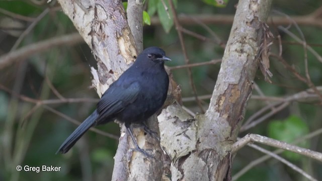 Black Catbird - ML201834451
